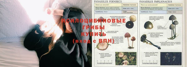 PSILOCYBIN Аркадак